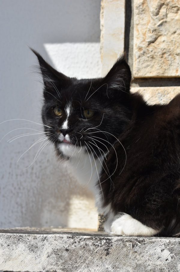 main-coon-chernyy-kot