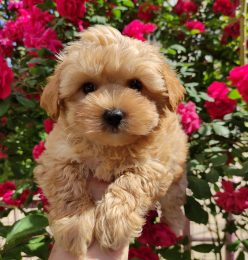 maltipoo