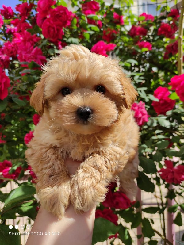 maltipoo