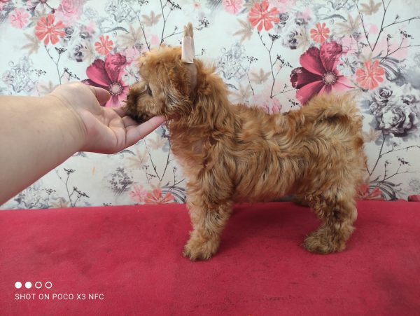 rus-salon-dog-devochka