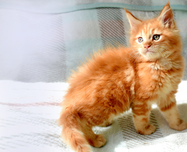 main-coon-kitten