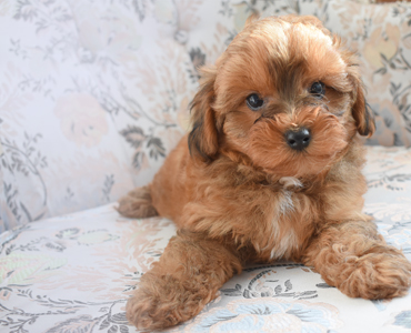 maltipoo