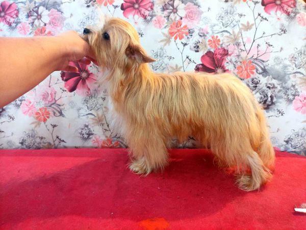 rus-salon-dog-stef3