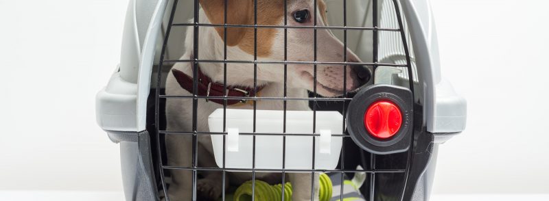 cute-dog-in-carrier